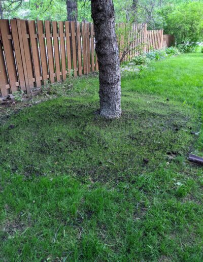 Grass - after