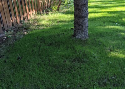 Grass - before