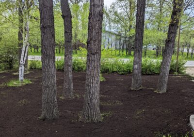 Backyard-Before-Preparation